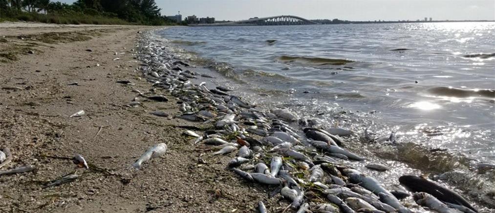 Εικόνες – σοκ: Χιλιάδες νεκρά ψάρια ξεβράστηκαν σε παραλία (φωτό & βίντεο)