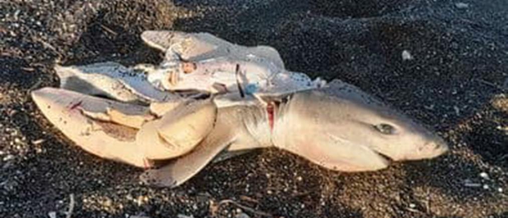 Σαντορίνη: Νεκρός καρχαρίας προκάλεσε συναγερμό (εικόνες)
