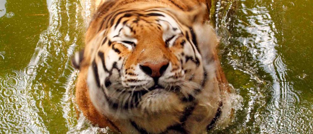 WWF: αποδεκατίστηκε η άγρια πανίδα μέσα σε 50 χρόνια