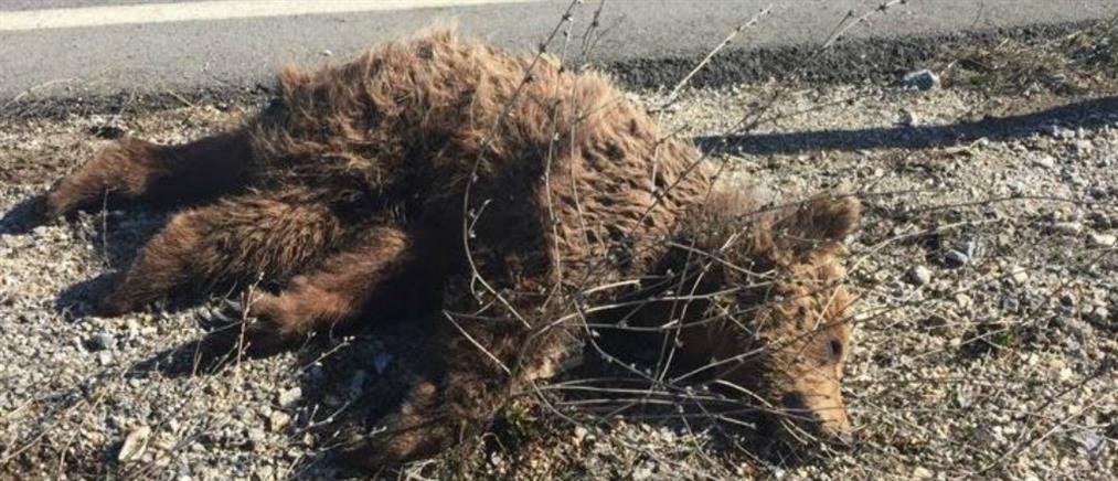 Φρικτός θάνατος για αρκουδάκι στην Κοζάνη (φωτο)