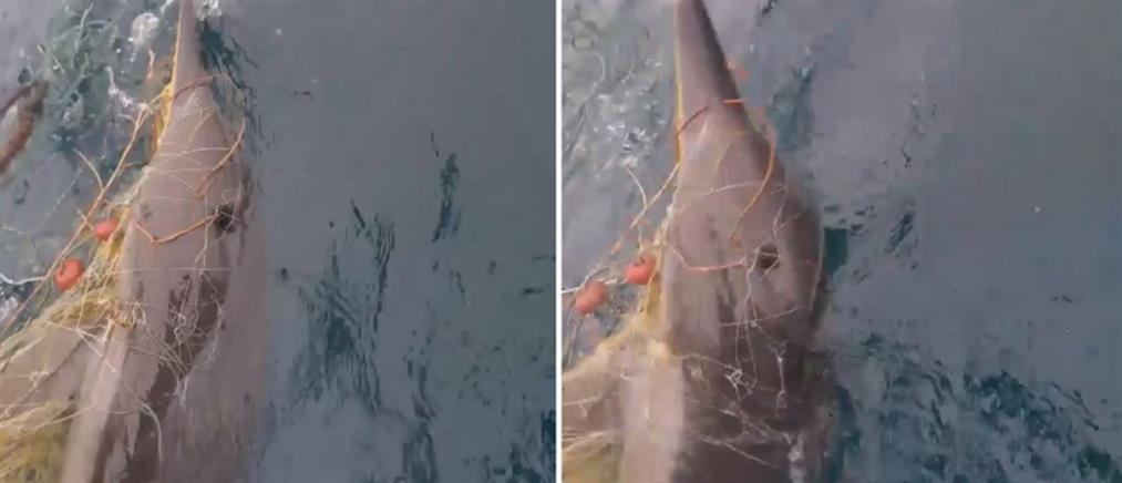 Ψαράδες έσωσαν δελφίνι που πιάστηκε στα δίχτυα τους (βίντεο)