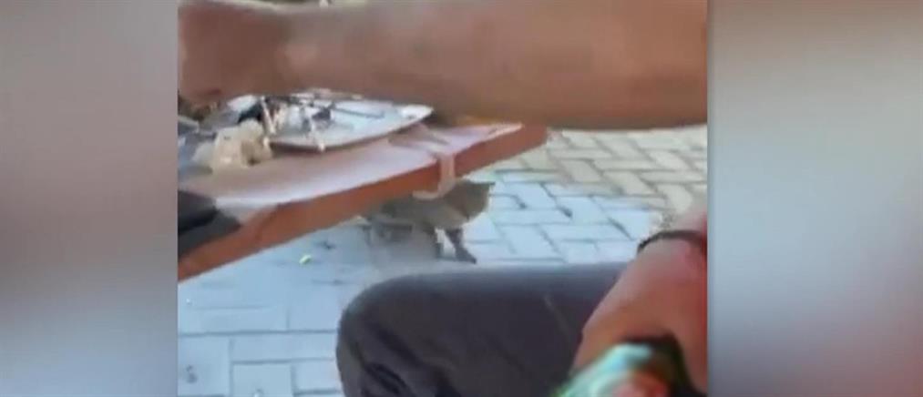 Κακοποίηση ζώων: Δελέασε με φαγητό γάτα και την χτύπησε με μπουκάλι μπύρας (βίντεο)
