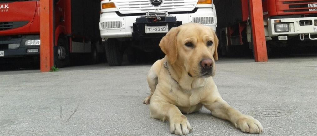 Πέθανε ο Μαξ: Το “αντίο” της Πυροσβεστικής στον σκύλο - διασώστη