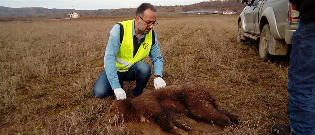 Αρκτούρος: βρέθηκε νεκρό αρκουδάκι