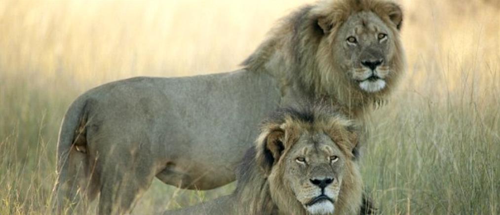 Σκότωσαν και τον αδερφό του διάσημου λιονταριού της Ζιμπάμπουε