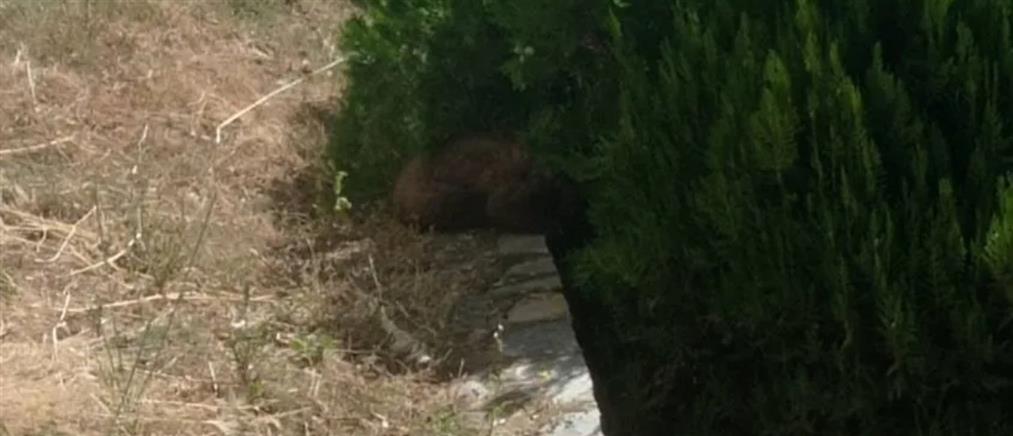 Καστοριά: Απεγκλωβίστηκε αρκουδάκι 6 μηνών από προαύλιο ξενοδοχείου
