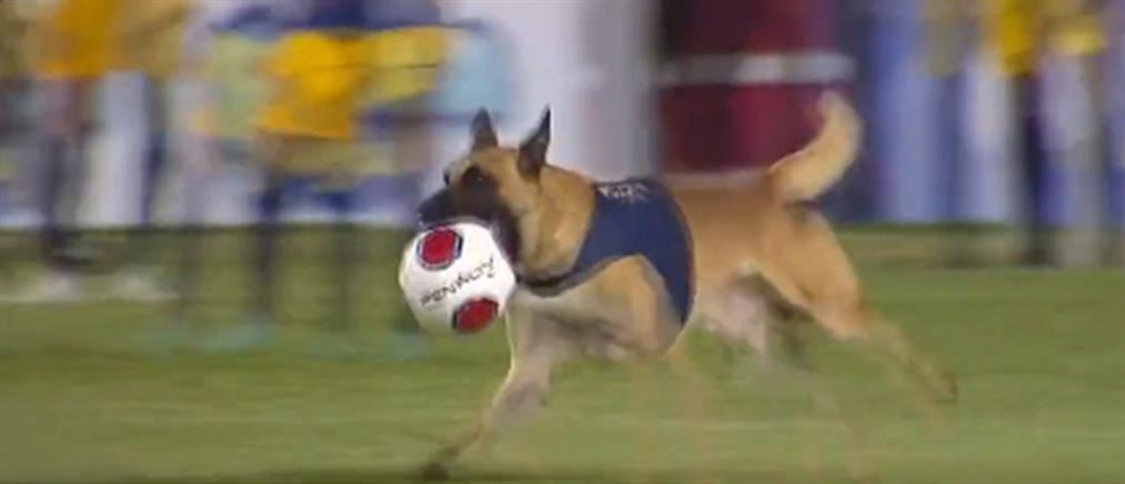 Αστυνομικός σκύλος διακόπτει αγώνα για να... κλέψει τη μπάλα! (βίντεο)