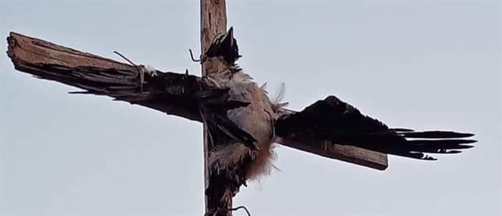 Πάρος - κοράκι: Συνελήφθη ο άνδρας που σταύρωσε το πουλί
