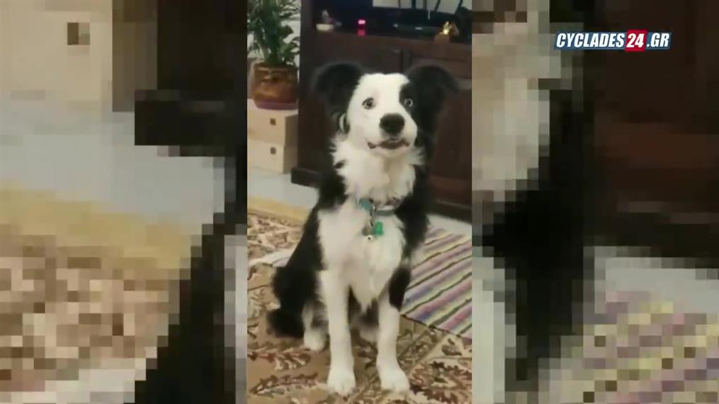Μύκονος: Σκύλος εκτελεί πιστά τις εντολές του ιδιοκτήτη και γίνεται viral