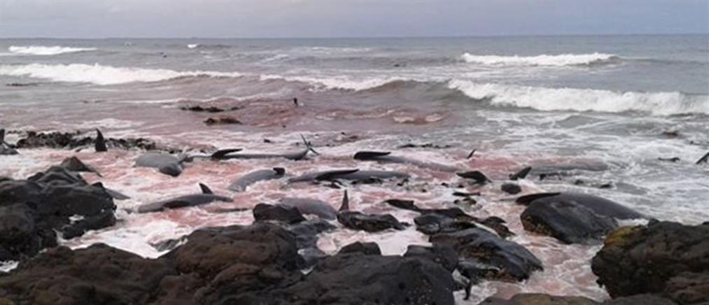 Εικόνες - σοκ: Ακόμα 50 φάλαινες νεκρές σε παραλία