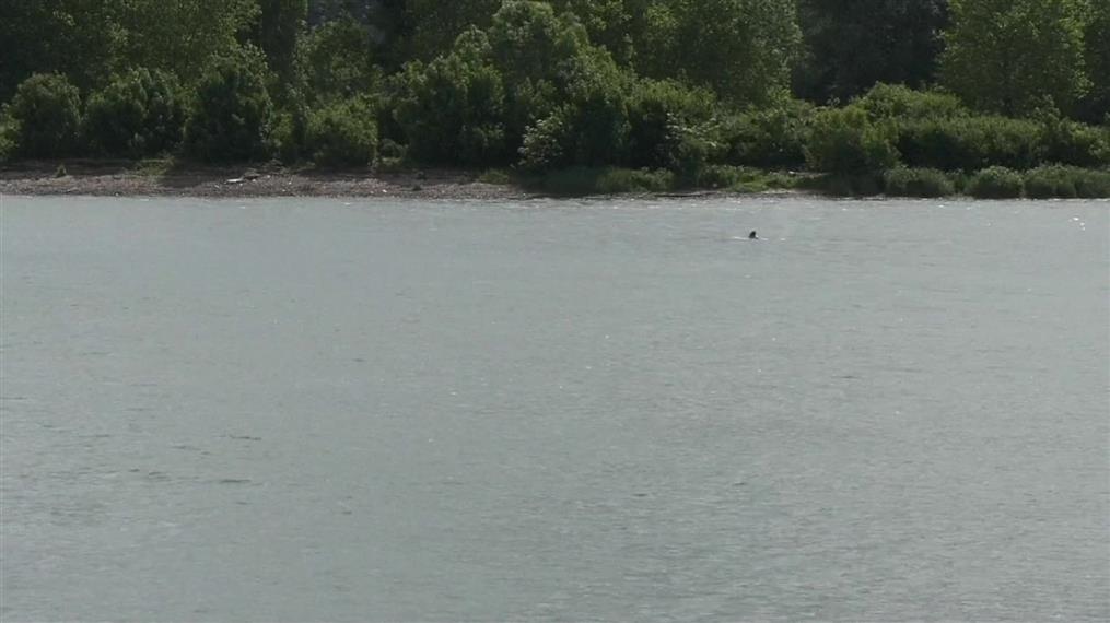 Φάλαινα όρκα εντοπίστηκε στον ποταμό Σηκουάνα
