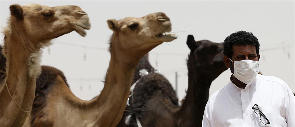 Πώς οι καμήλες μας προστατεύουν απο τον ιό MERS