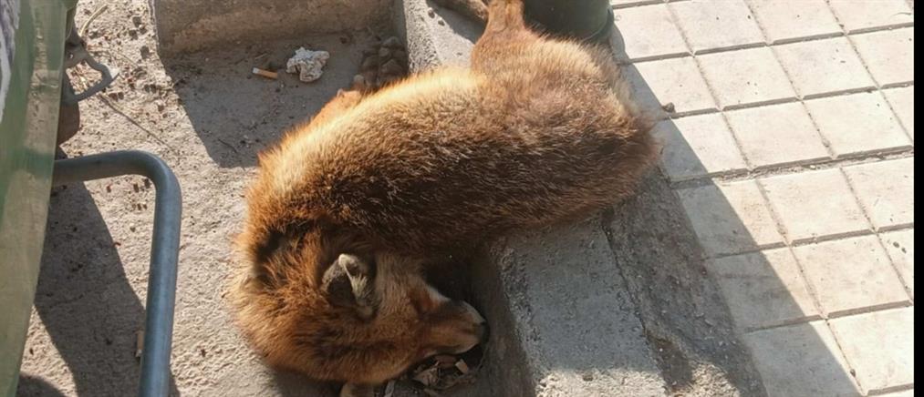 Παραλιακή: Νεκρή αλεπού βρέθηκε δίπλα στα σκουπίδια (εικόνες)