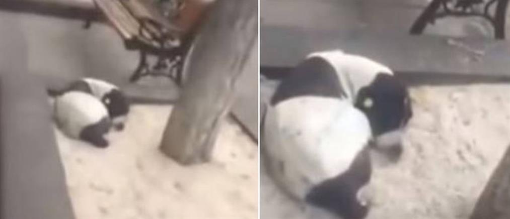 Η συγκινητική στιγμή που 62χρονος βρίσκει τον σκύλο του μετά από τρία χρόνια (βίντεο)