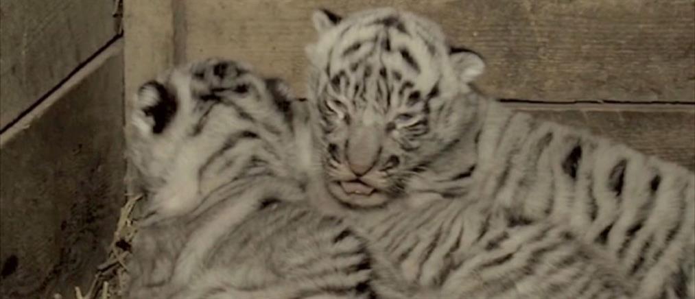Λευκή τίγρης γέννησε τρία υγιέστατα μωρά