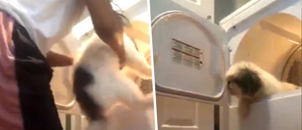 Κτηνωδία: Έβαλε τον σκύλο της στο στεγνωτήριο και έκανε ζωντανή μετάδοση (βίντεο)

