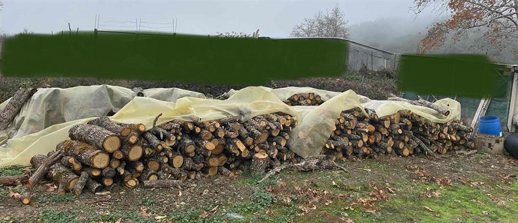 Παράνομη υλοτομία: έκοψαν τόνους ξύλα από δάσος (εικόνες)