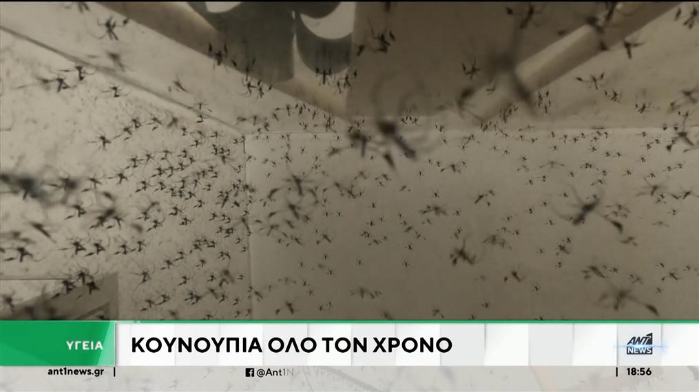 Η κλιματική αλλαγή φέρνει… κουνούπια όλο τον χρόνο