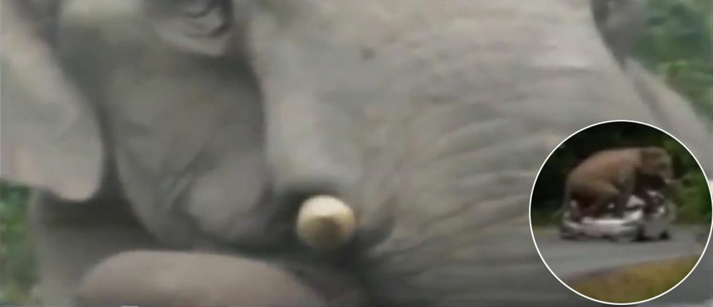 Ελέφαντας θέλει να κάνει σεξ με αυτοκίνητο(ΒΙΝΤΕΟ)