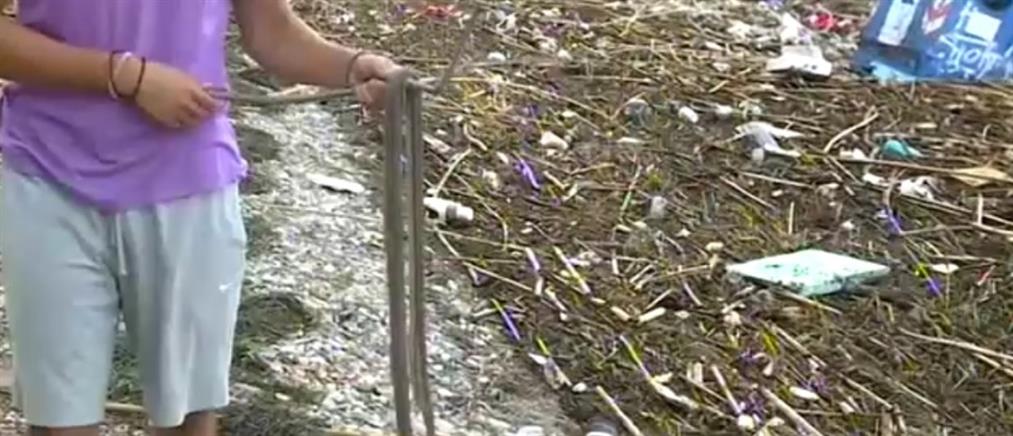 Γέμισαν φίδια και σκουπίδια οι ακτές της Αττικής από τη θεομηνία στην Εύβοια (βίντεο)