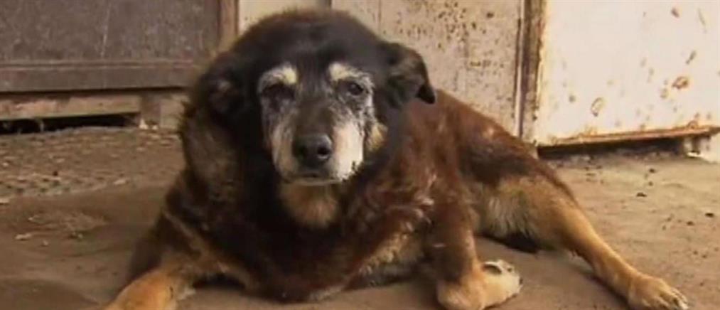 Πέθανε ο γηραιότερος σκύλος στον κόσμο