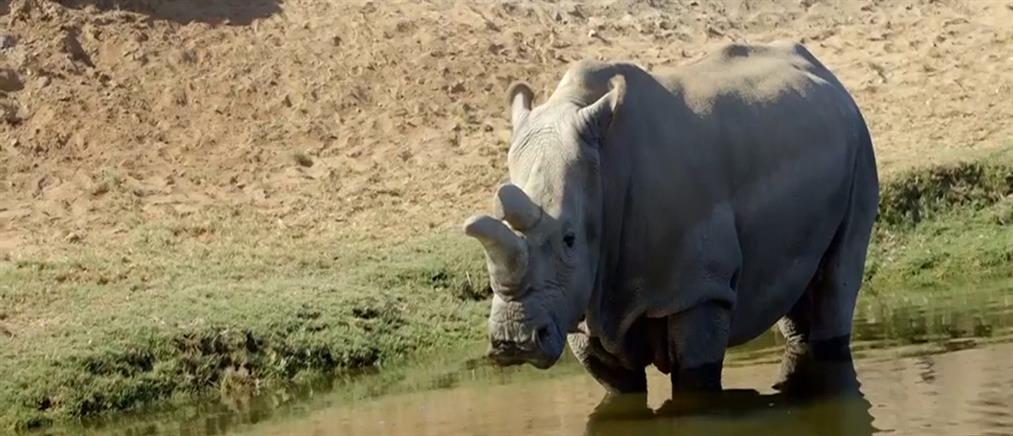 Με εξαφάνιση απειλούνται οι λευκοί ρινόκεροι