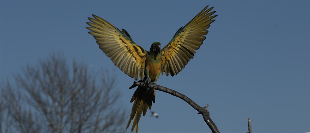 “Ελπίδα” - Αττικό Ζωολογικό Πάρκο: Δραπέτευσαν σπάνια πουλιά