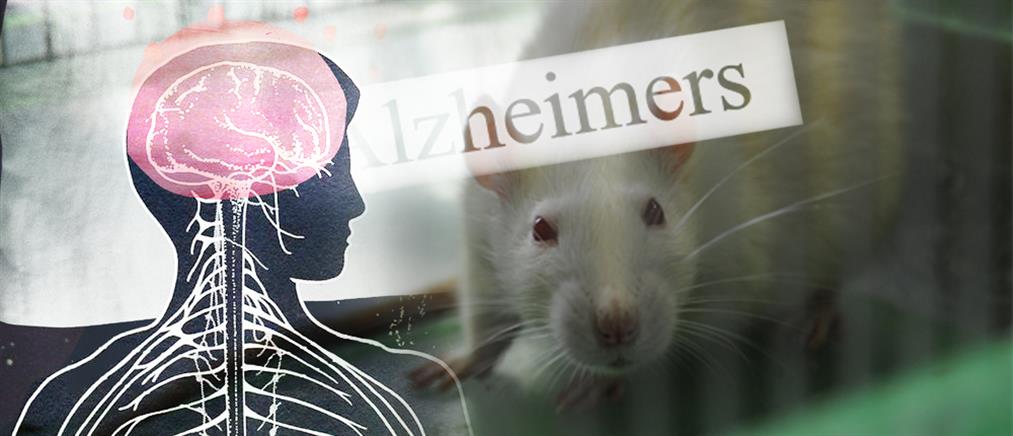 Ανέστρεψαν την απώλεια μνήμης σε ποντίκια με Αλτσχάιμερ