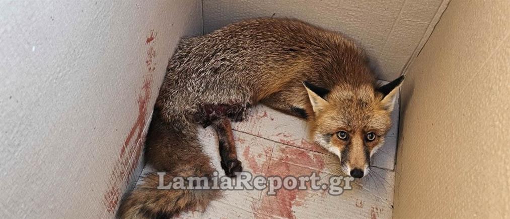Λαμία: Τραυματισμένη αλεπού κούρνιασε κάτω από αυτοκίνητα (εικόνες)