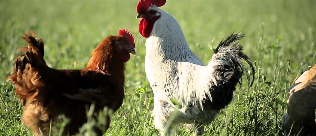 ΗΠΑ: κότα... “κατάσκοπος” επιχείρησε να εισβάλει στο Πεντάγωνο