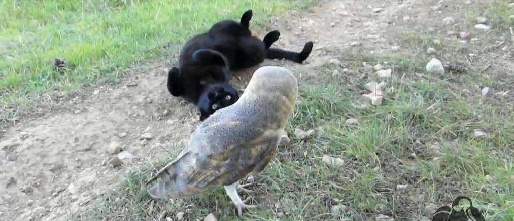 Η απίστευτη φιλία της κουκουβάγιας με τη γάτα