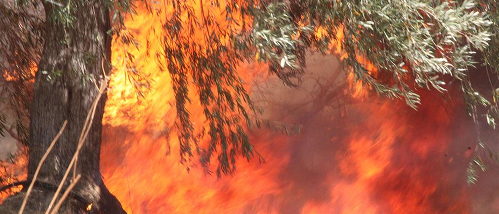 Νέο πύρινο μέτωπο στην Κυνουρία – Σε ύφεση η φωτιά στην Αργολίδα