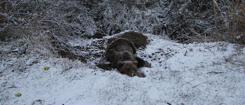 Αρκούδα επέζησε παγιδευμένη σε θηλιά σε πολικές θερμοκρασίες (εικόνες)