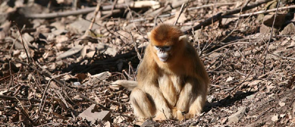 Μαϊμούδες απανθρακώθηκαν σε πάρκο στην Αγγλία