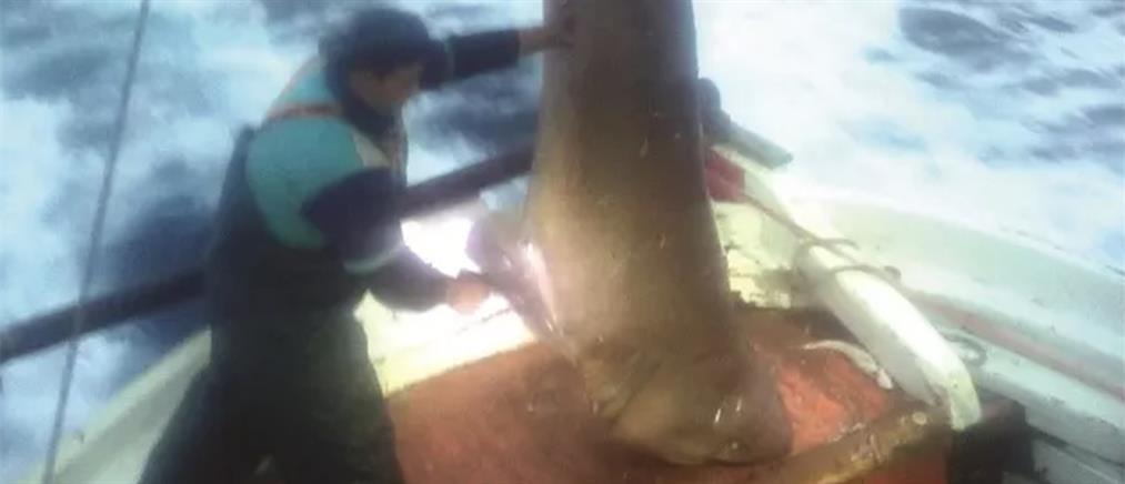 Ψάρεψαν καρχαριοειδές 400 κιλών! (εικόνες)