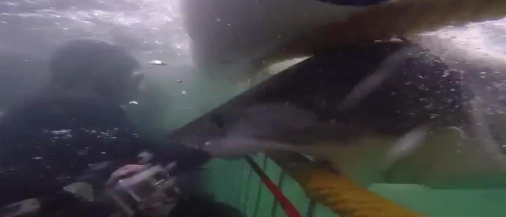Βίντεο: Λευκός καρχαρίας επιτίθεται σε νιόπαντρο ζευγάρι