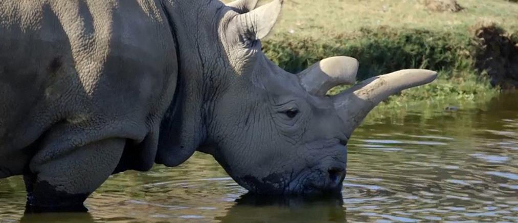 Πέθανε ένας από τους έξι λευκούς ρινόκερους στον κόσμο
