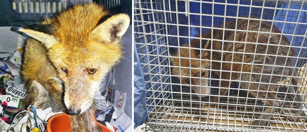 Γλυφάδα: “ειδική επιχείρηση” για τη διάσωση αλεπούς (εικόνες)