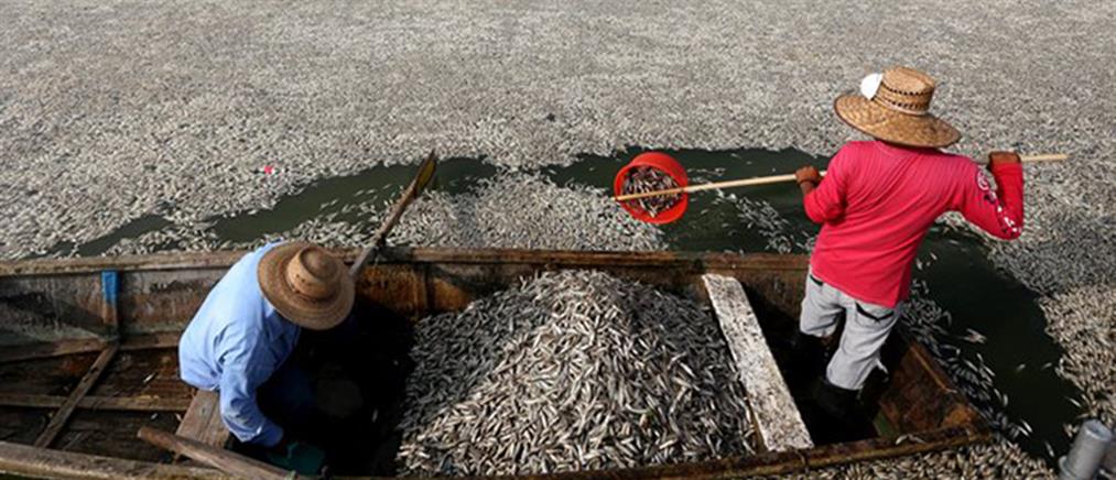 Η λιμνοθάλασσα του Μεξικό που γέμισε με ψόφια ψάρια