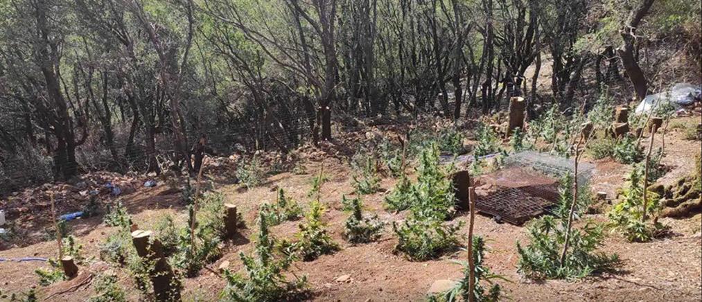 Σφακιά: Φυτεία με εκατοντάδες δενδρύλλια (εικόνες)