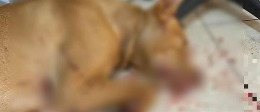 Δικηγόρος 55χρονου από τα Χανιά: πίστευε ότι μπορεί να στειρώσει τον σκύλο μόνος του