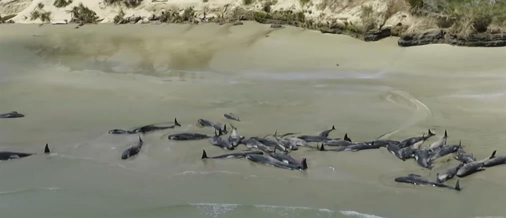 Δεκάδες φάλαινες νεκρές σε απομονωμένη παραλία (βίντεο)