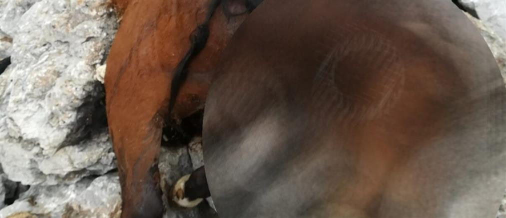 Πάρνηθα - Νεκρά άλογα: Σε εξέλιξη προανάκριση για το περιστατικό