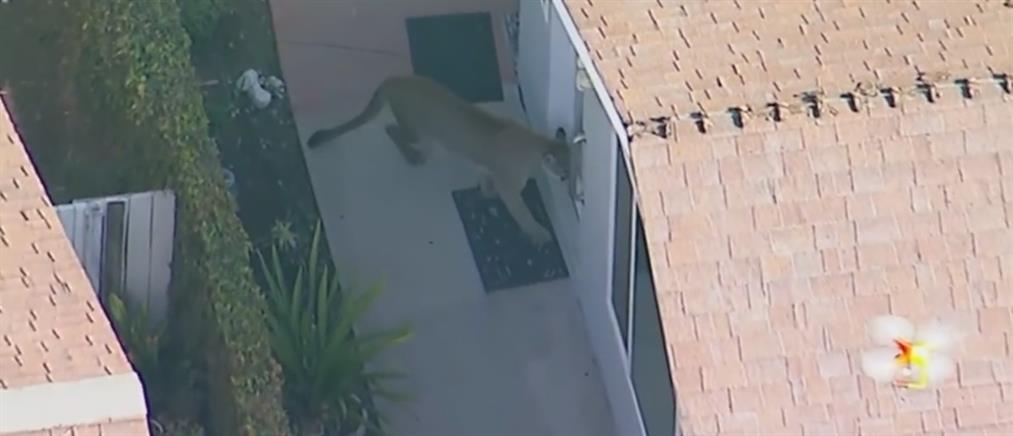 Ένα λιοντάρι σκόρπισε τον τρόμο σε γειτονιά της Καλιφόρνια (βίντεο)