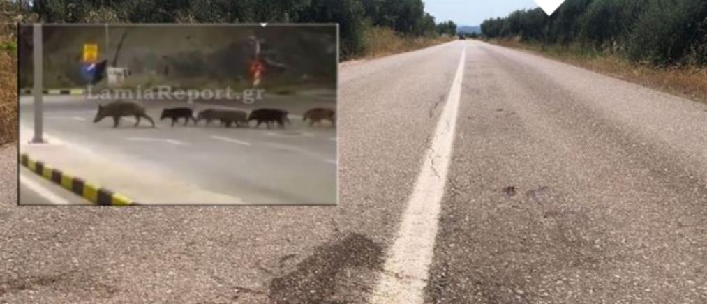 Τροχαίο - Φθιώτιδα: Κοπάδι με αγριογούρουνα του έκλεισαν το δρόμο - Εκσφενδονίστηκε μέτρα μακριά (εικόνες)