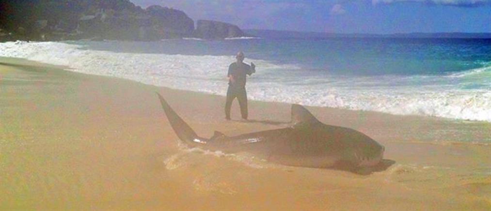 Ψαράς στην Αυστραλία έπιασε καρχαρία με πετονιά