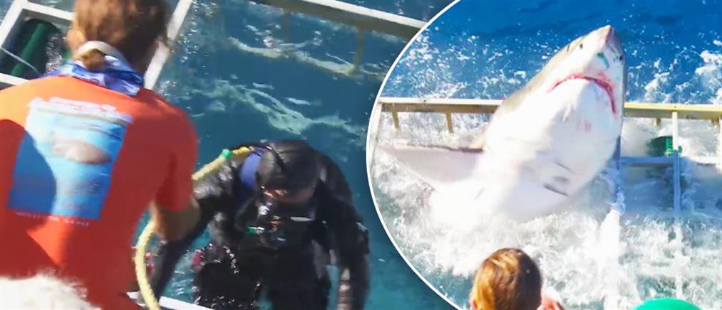 Τρομακτικό: Λευκός καρχαρίας μπαίνει σε κλουβί δύτη (βίντεο)