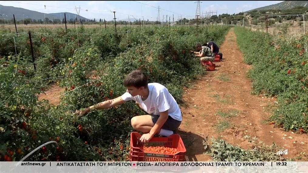 Παιδιά αγροτών, μετά το σχολείο, βοηθούν τους γονείς τους στα χωράφια 
