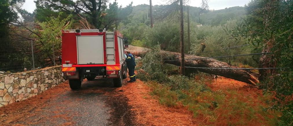 Κακοκαιρία “Bettina” - Ωρωπός: τραυματίστηκε οικογένεια από πτώση δέντρου σε αυτοκίνητο εν κινήσει