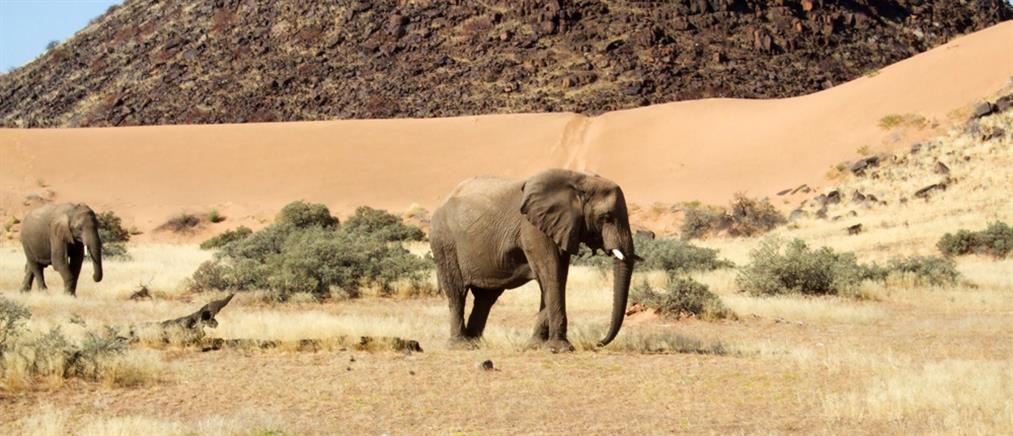 Μαλαισία: Ελέφαντας σκότωσε φύλακα ζωολογικού πάρκου